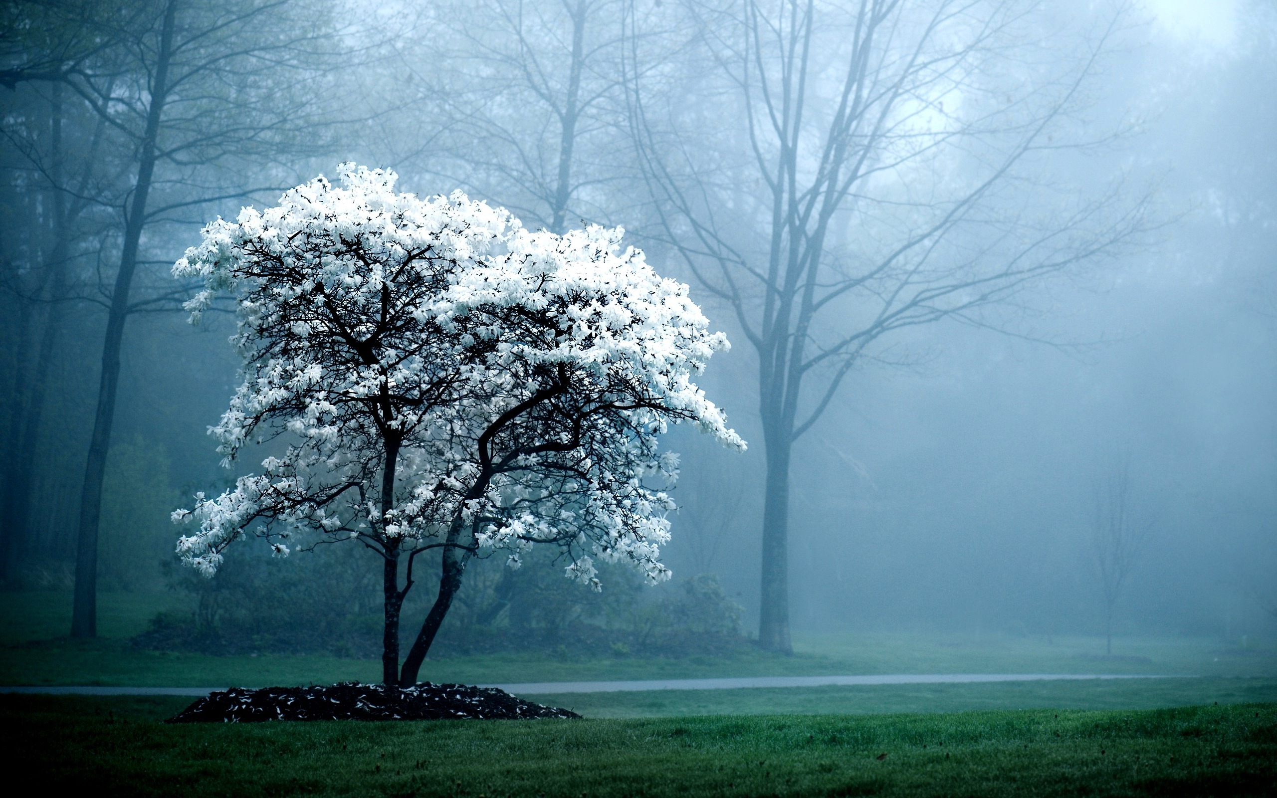 природа деревья туман бесплатно