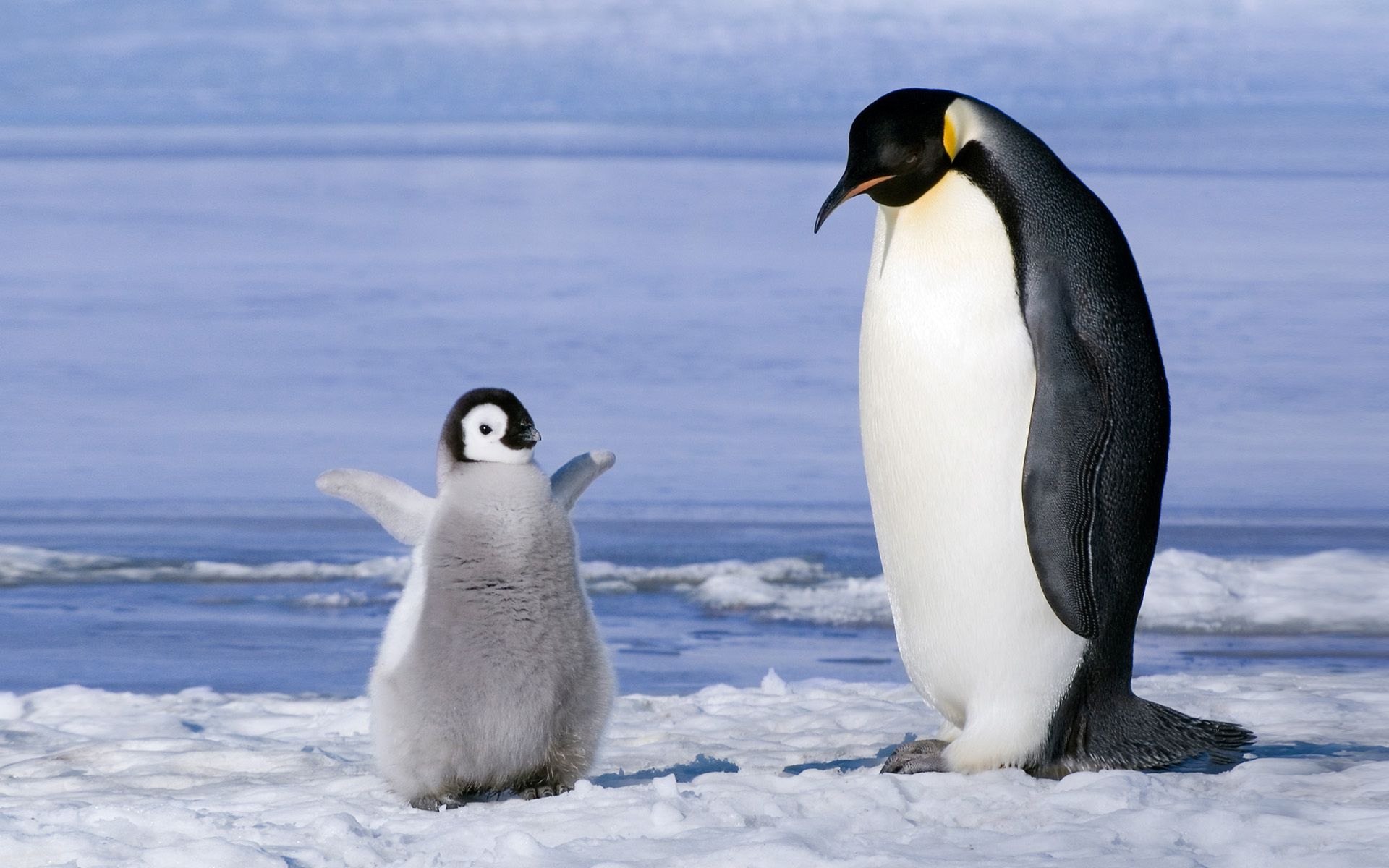 Радостный пингвинёнок обои