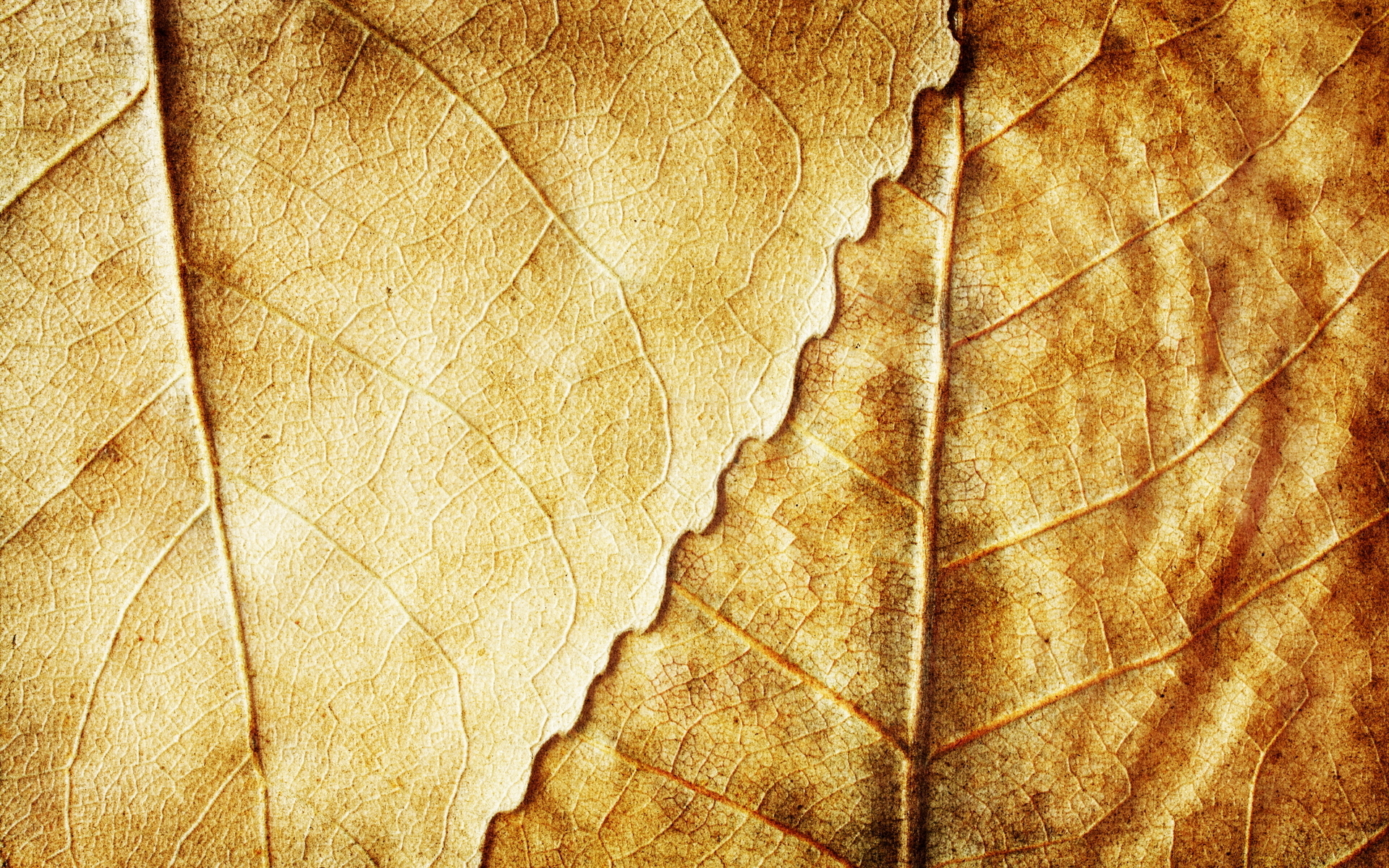 Листья осень ткань загрузить