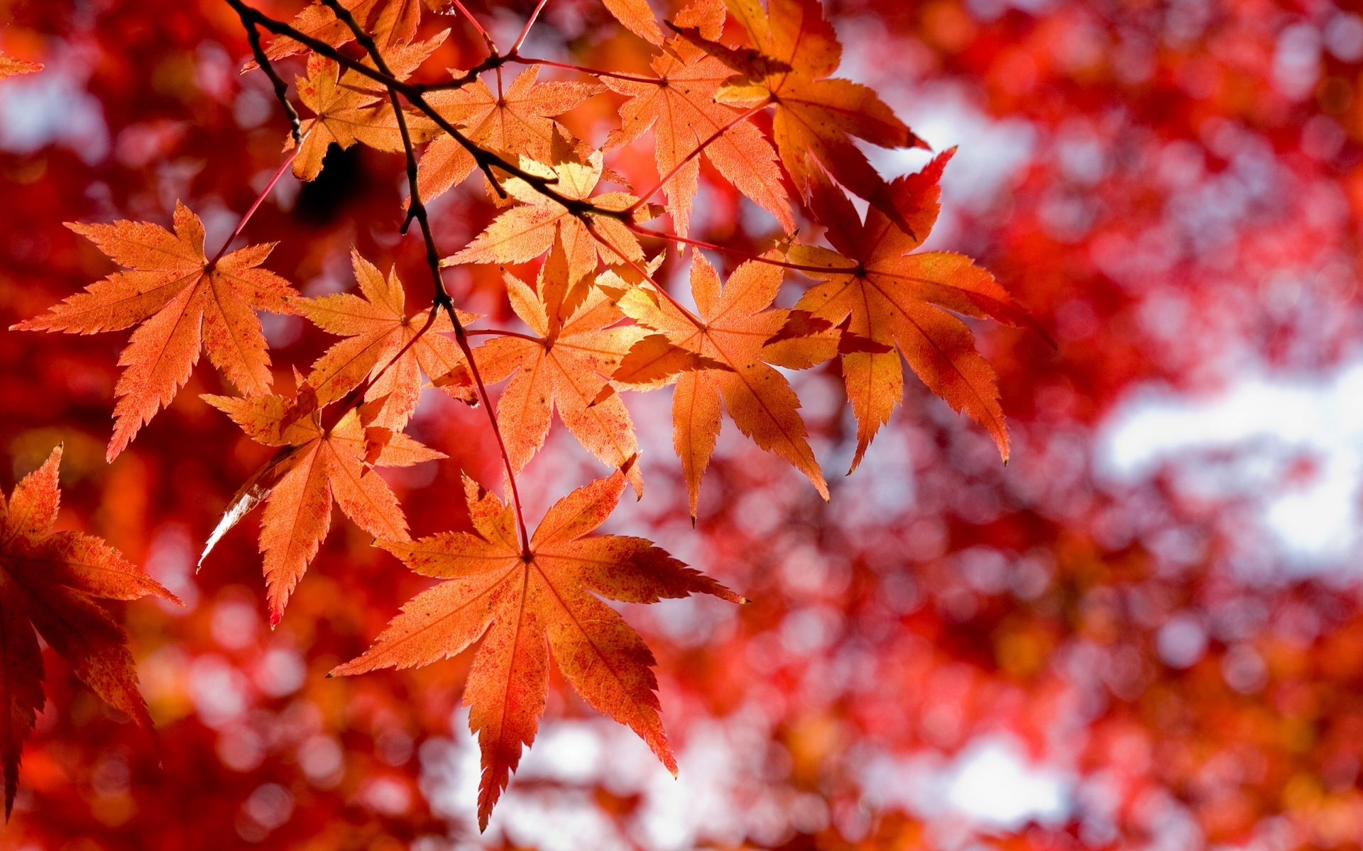 осень листья autumn leaves загрузить