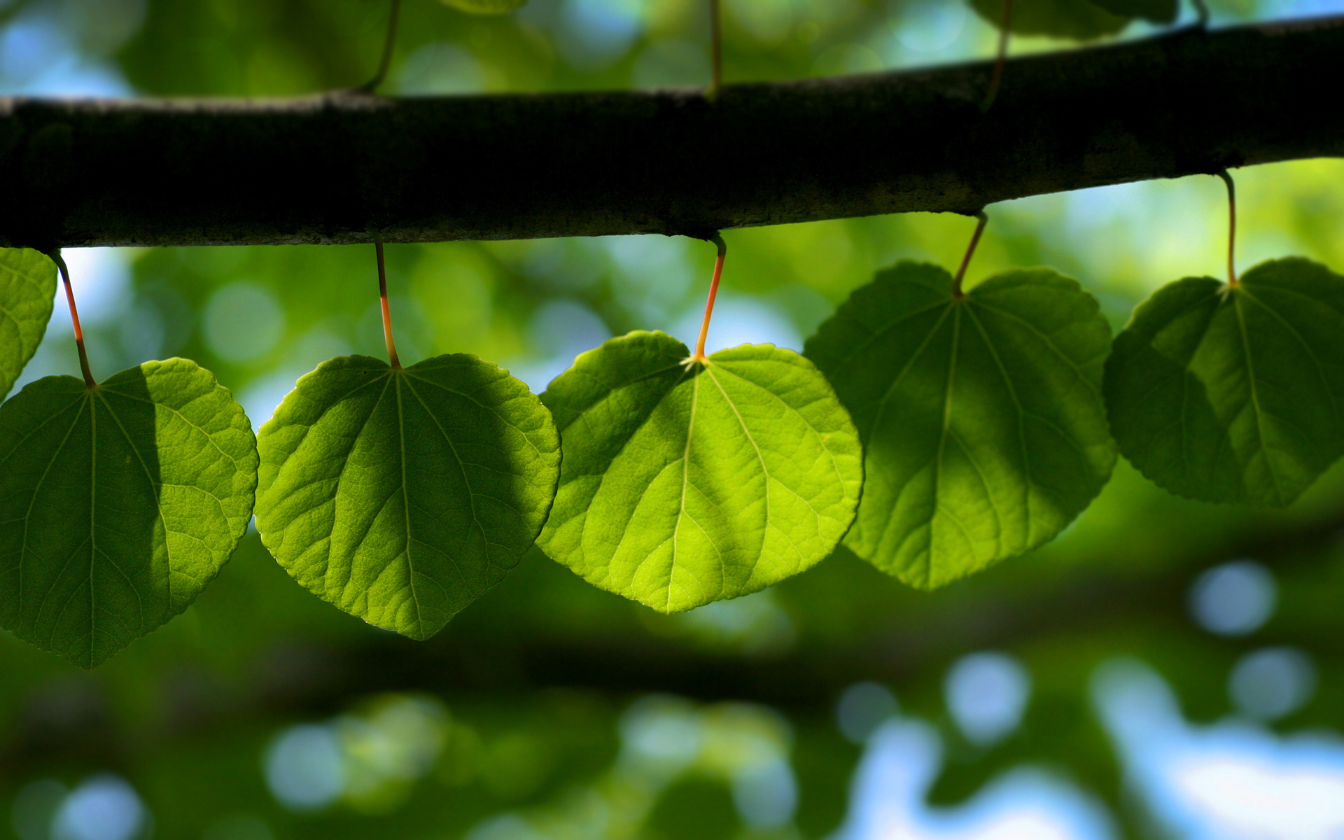 Ветка с зелеными листочками обои