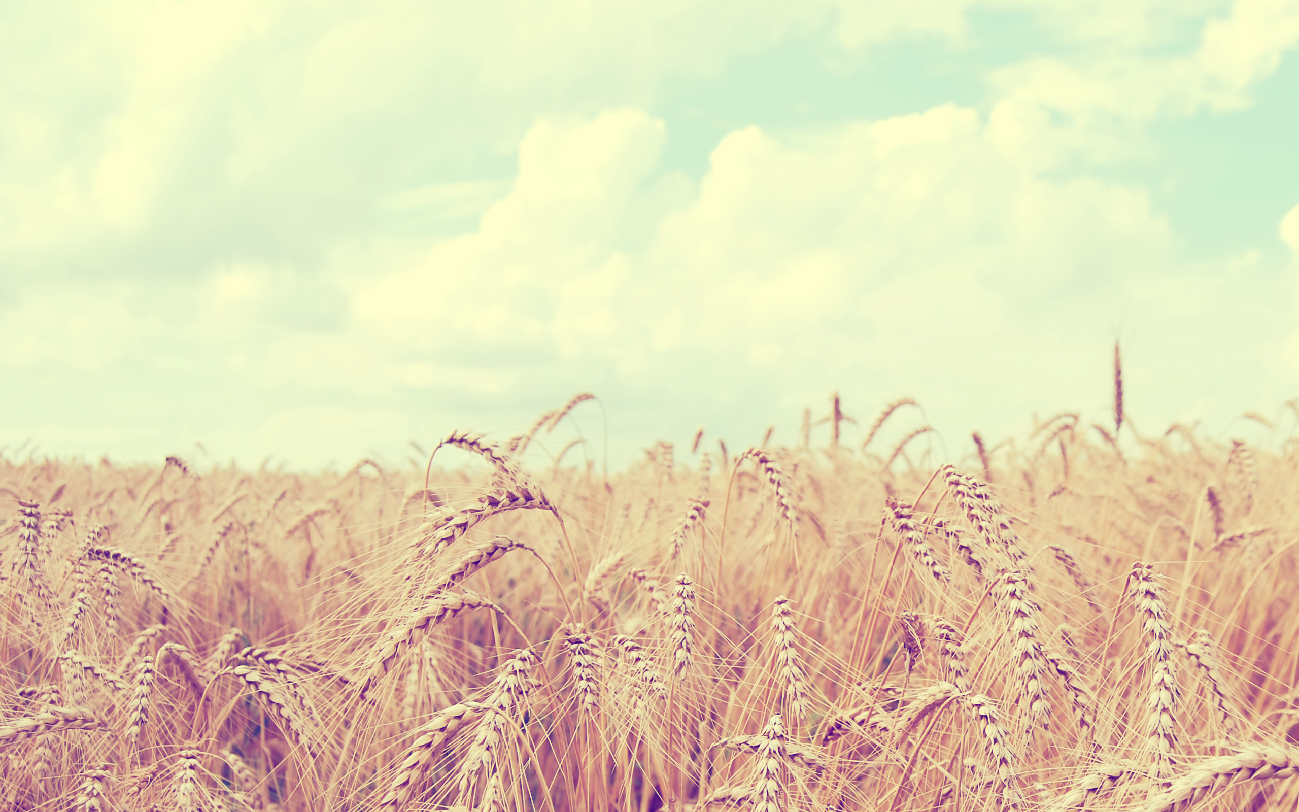 природа поле пшеница скачать