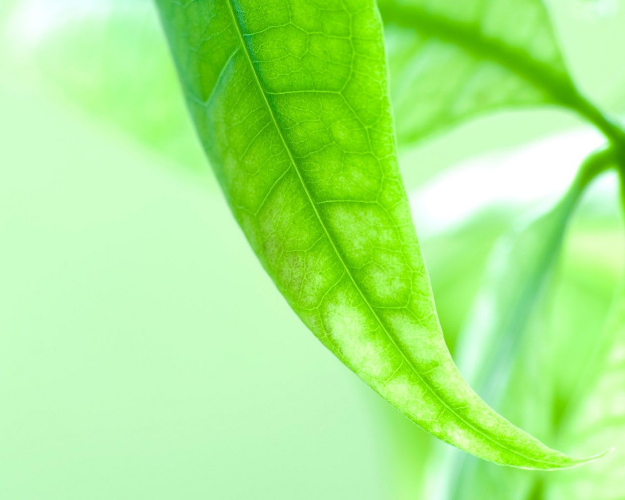 Зеленый листок обои