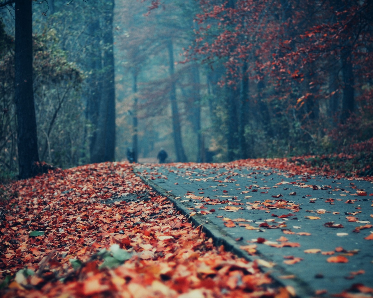 Осенняя дорога обои