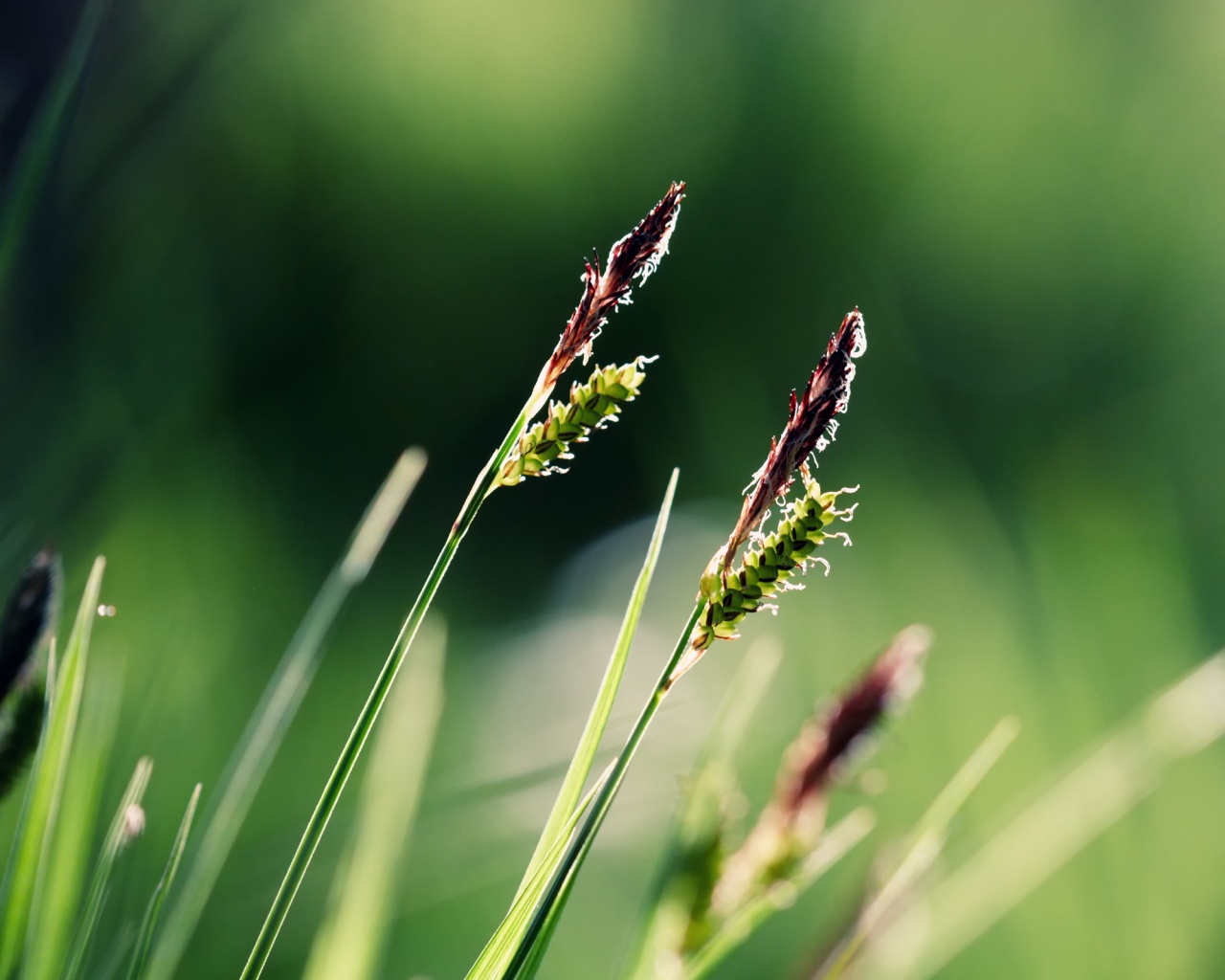 Макро фото луговой травы обои