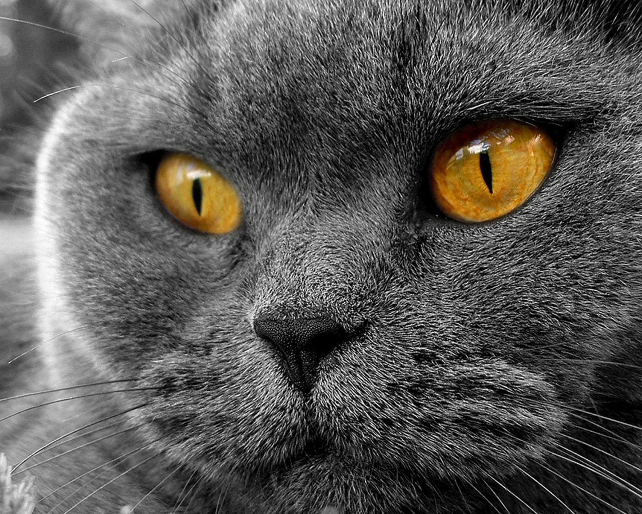 Кот с оранжевыми глазами обои