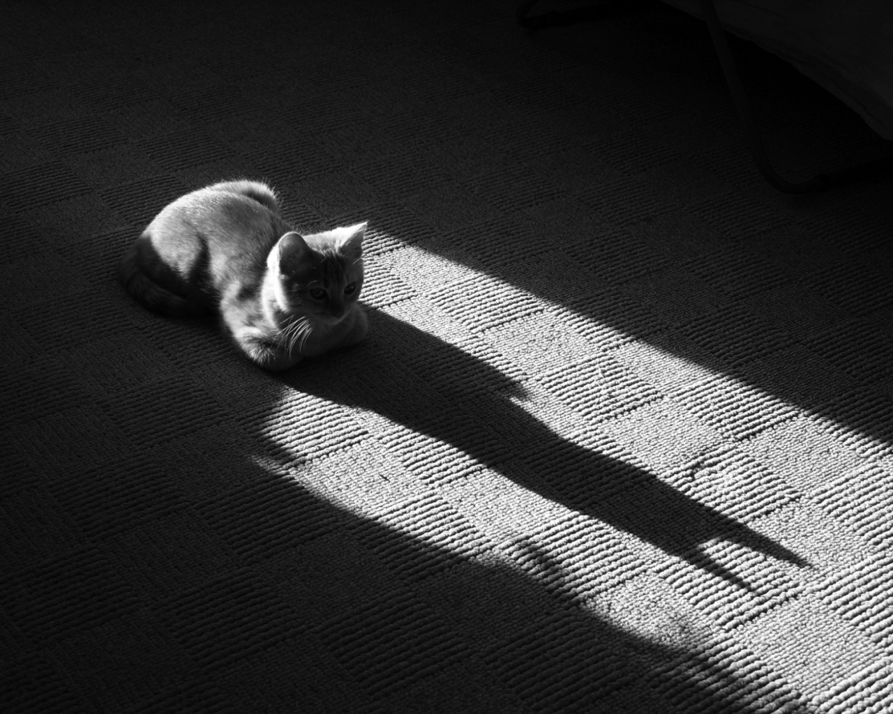 Тень кота обои