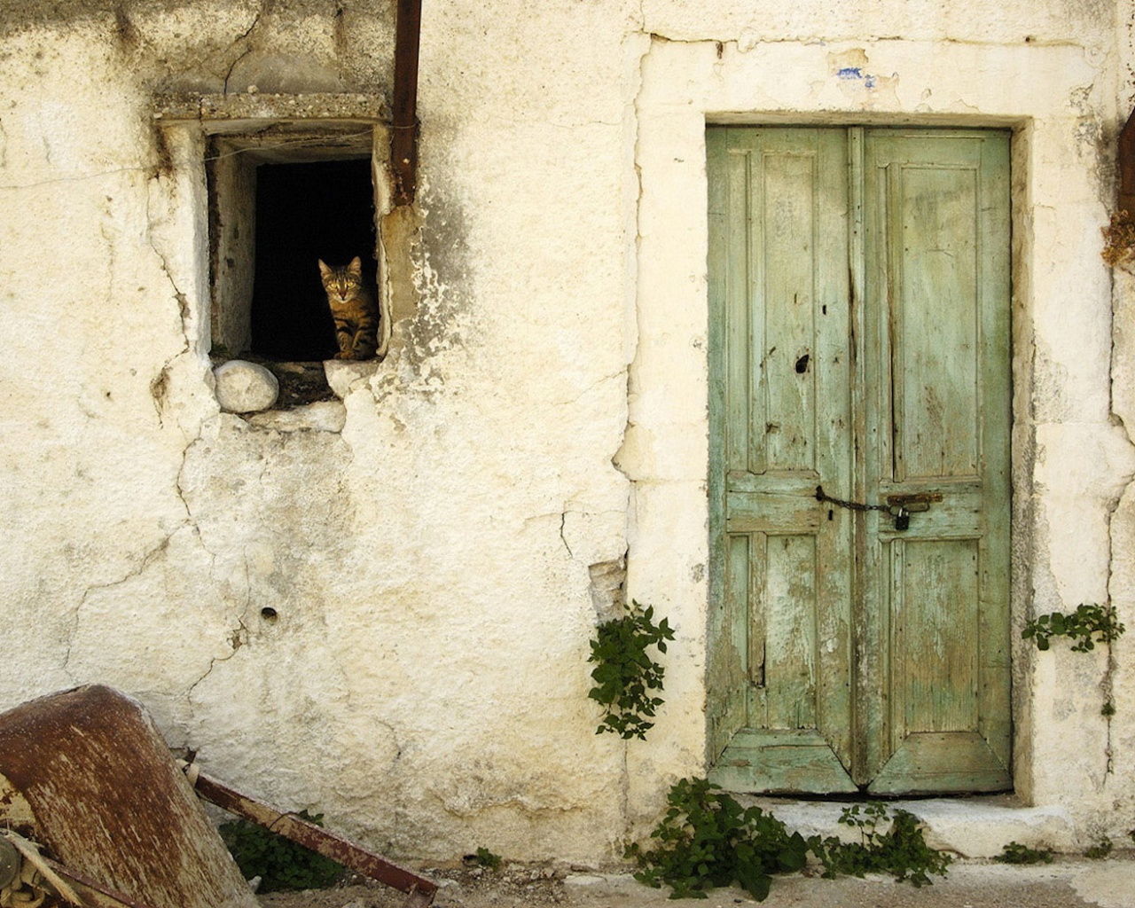 Кот выглядывает из разрушенного дома обои