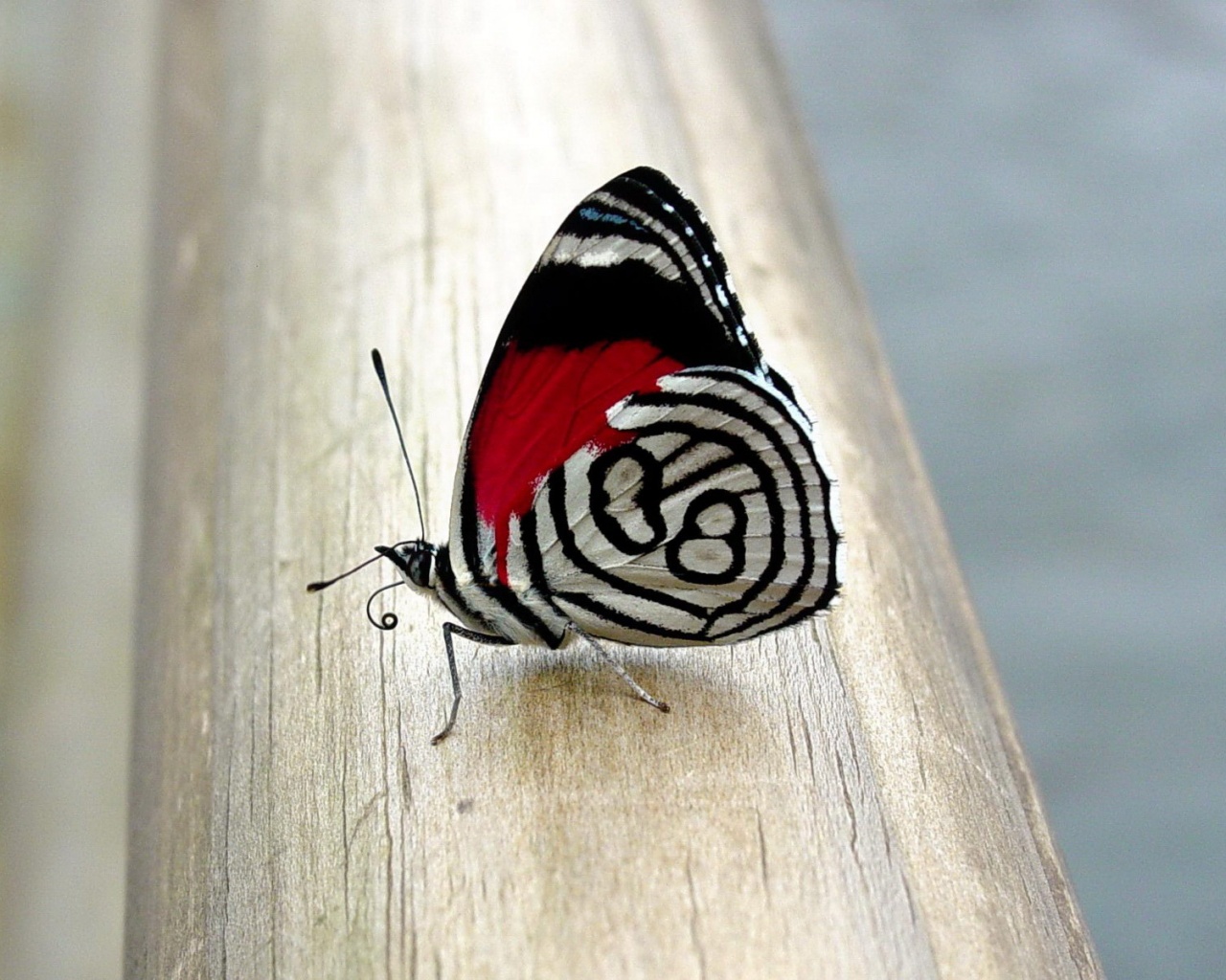 Бабочка на бревне обои