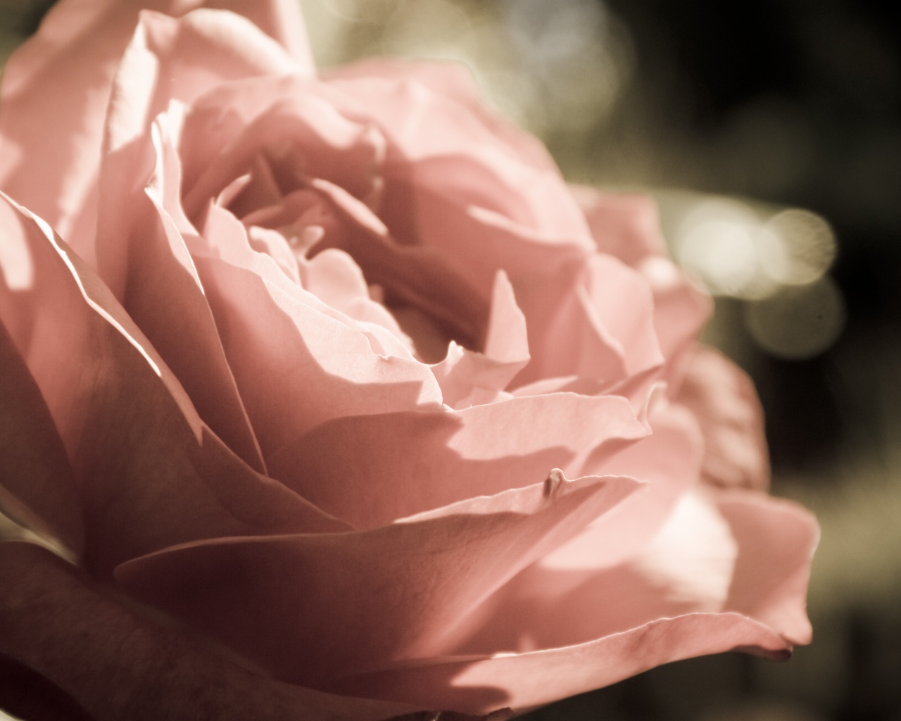 Розовая роза обои