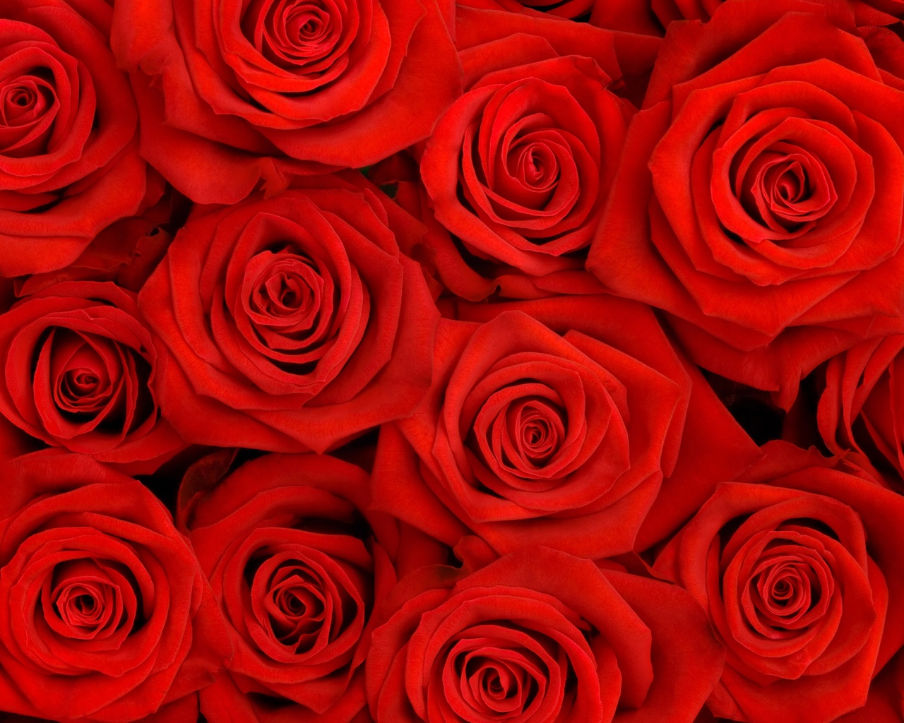 Букет красных роз обои
