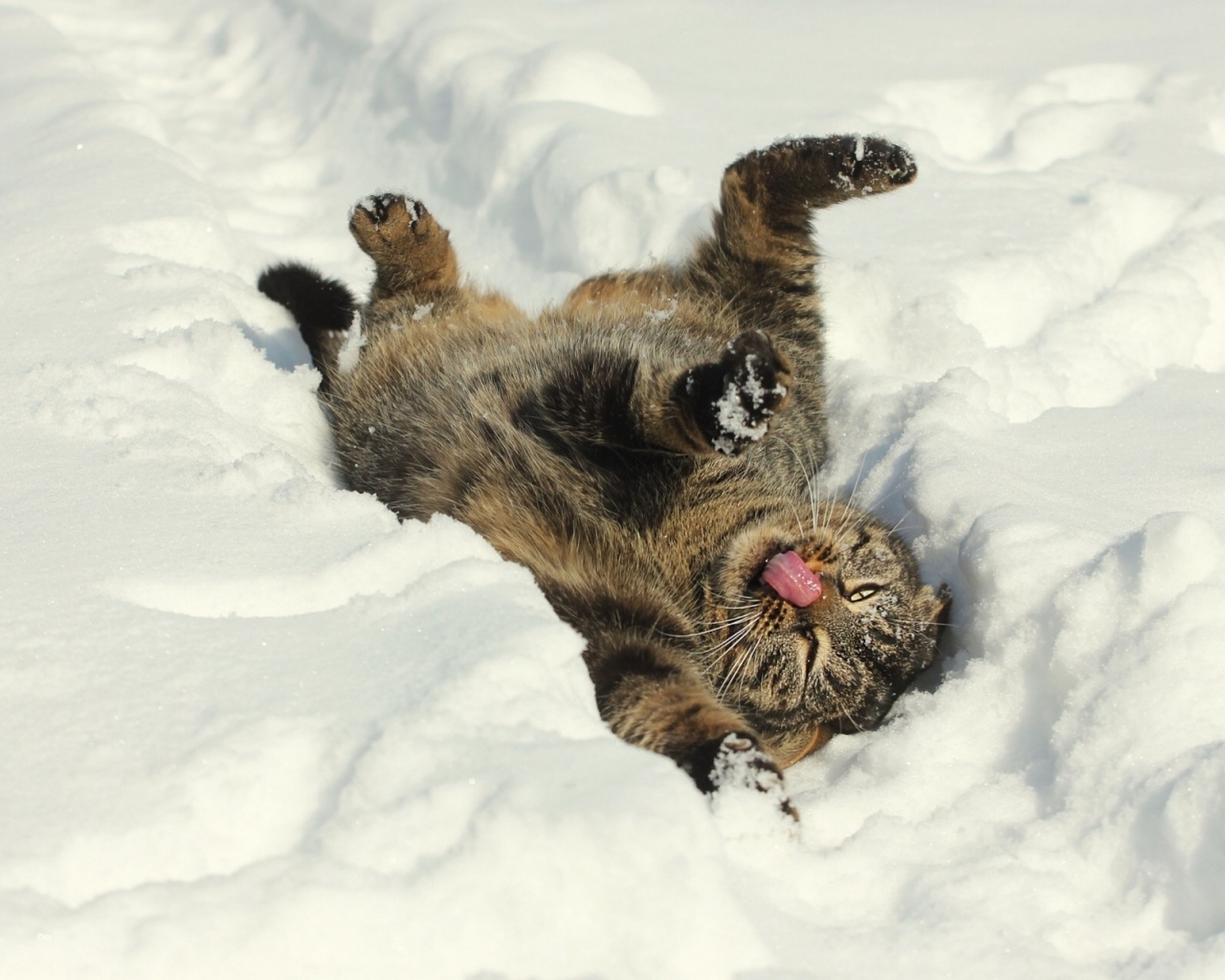 Кот валяется в снегу обои