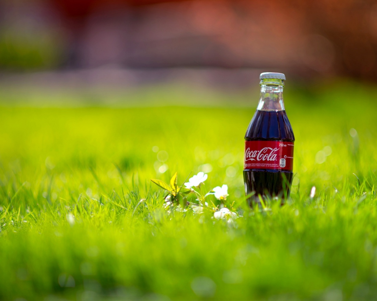 Кока-Кола на траве обои