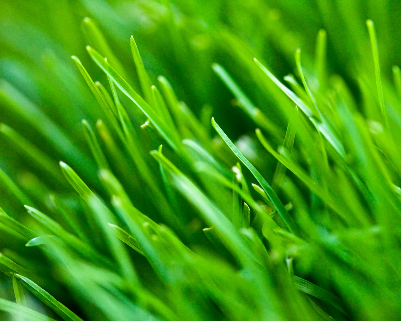 Зеленая свежая трава обои