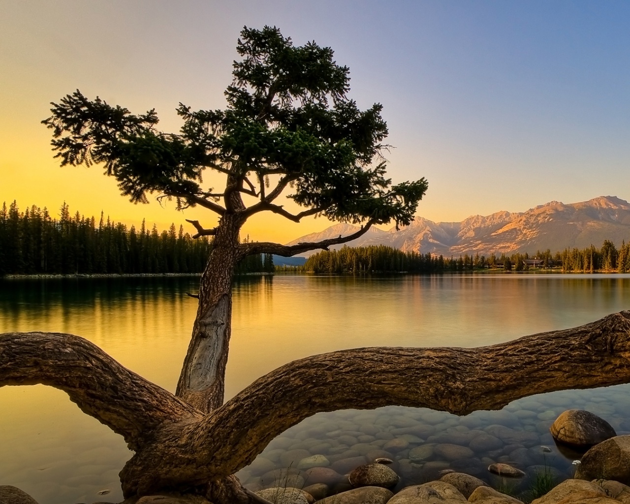 Дерево у горного озера обои