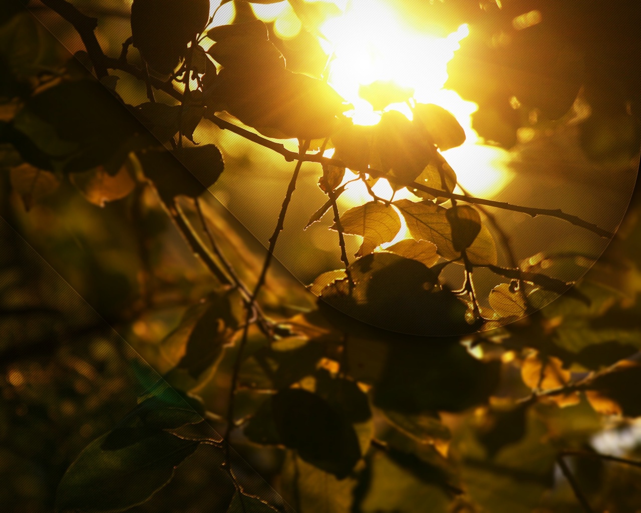 Солнце пробивается сквозь листву обои