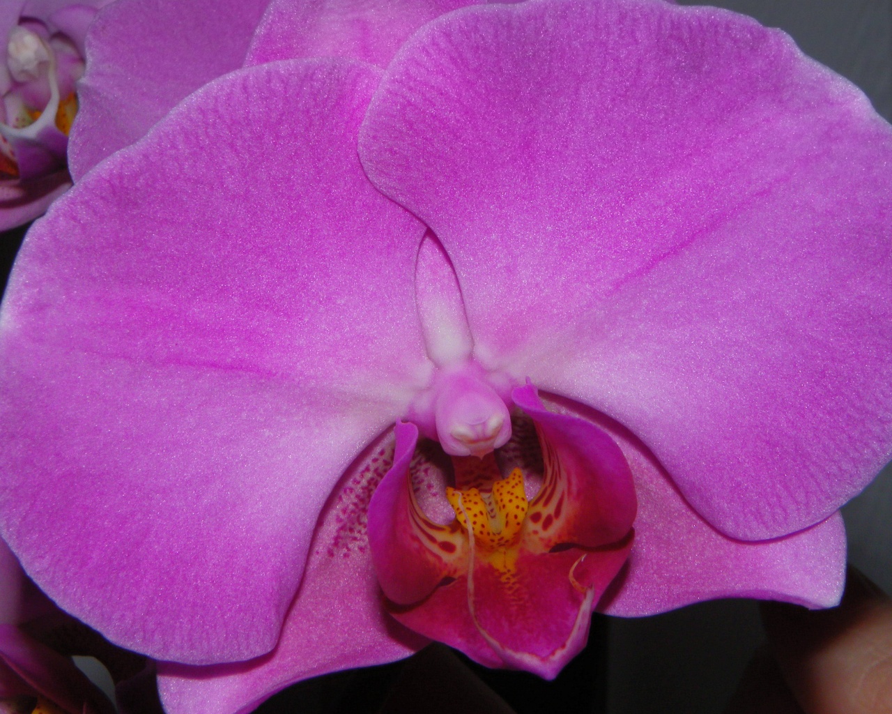 Фиолетовая орхидея обои
