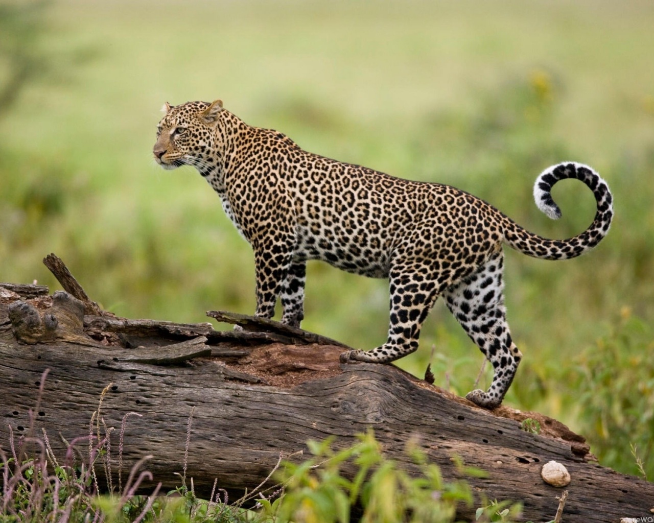 Леопард на природе обои