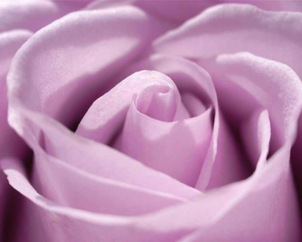 Фиолетовая роза макро обои