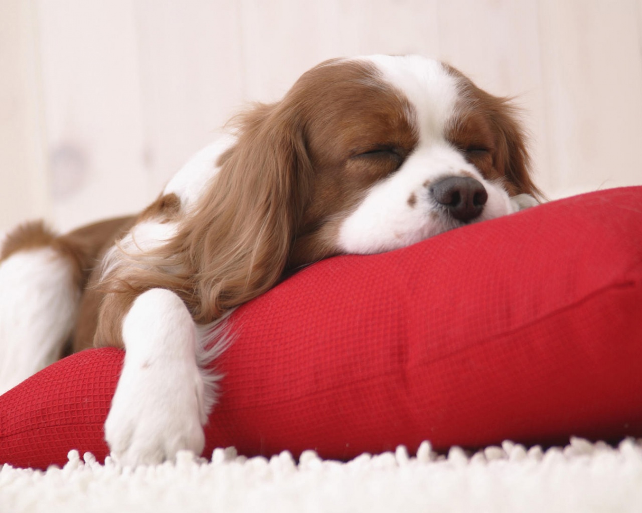 Спящий щенок на красной подушке обои