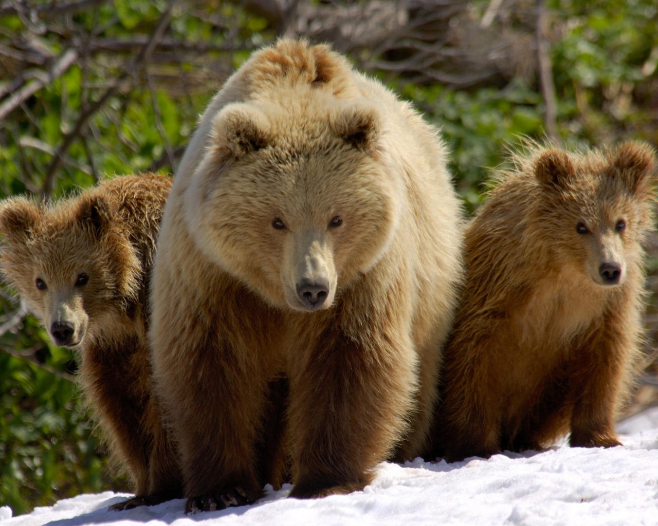 Три медведя обои