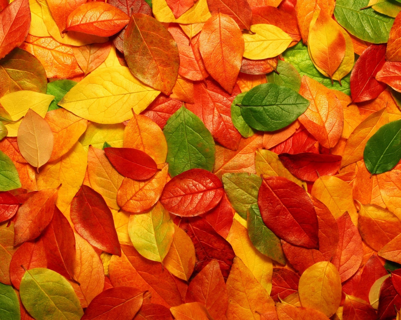 Цветной ковёр из листьев обои