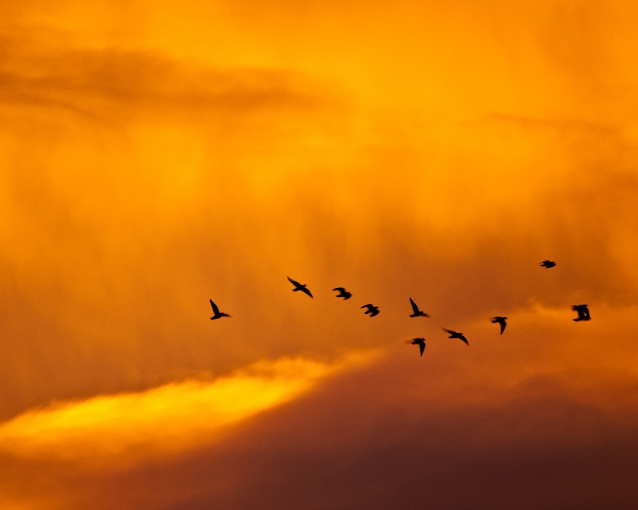 Птицы летят в закатном небе обои