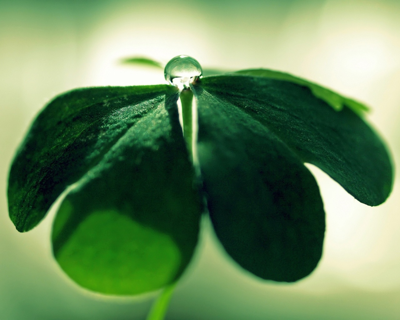 Зеленые листики и капелька воды обои