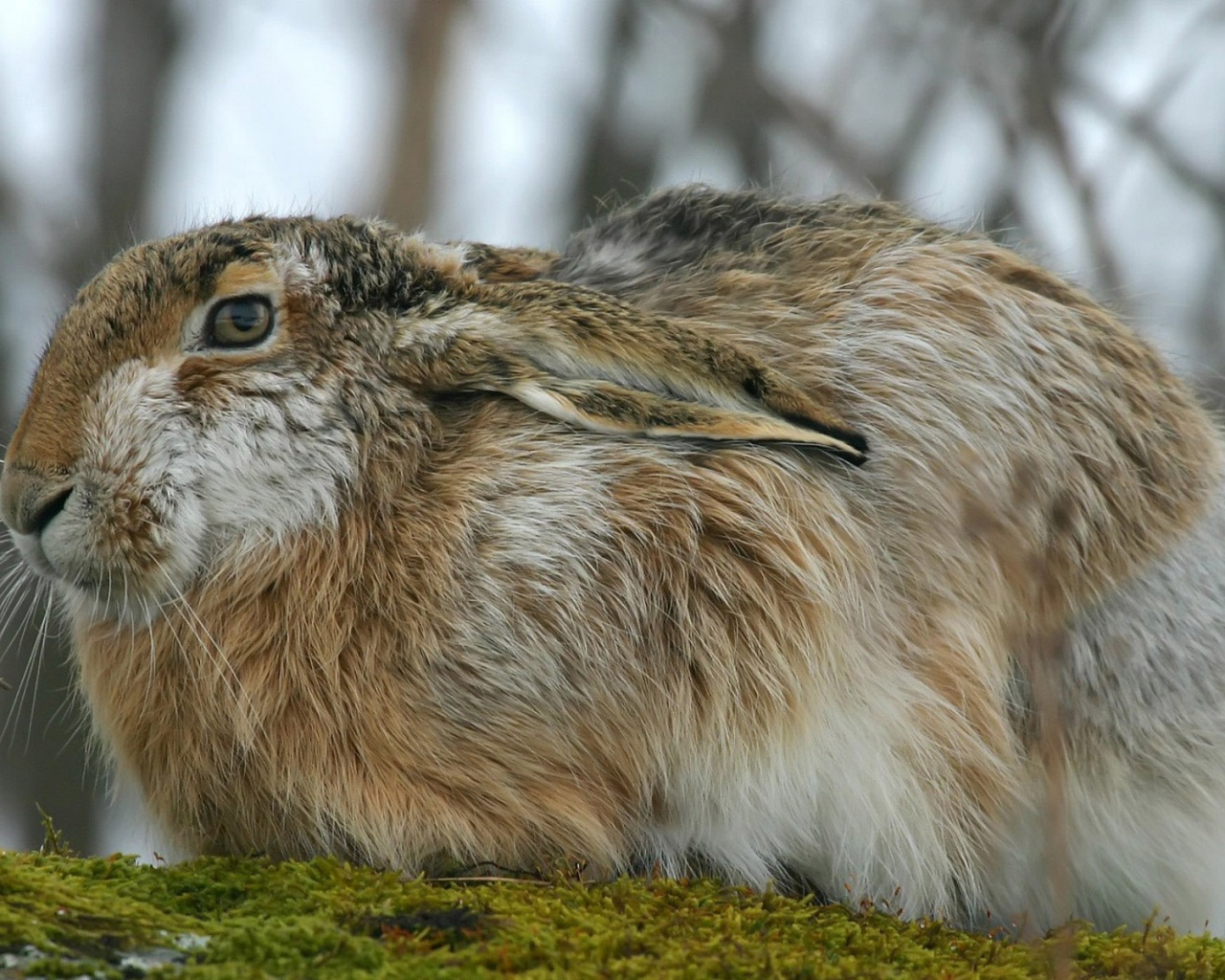 Нахохлившийся заяц-русак обои