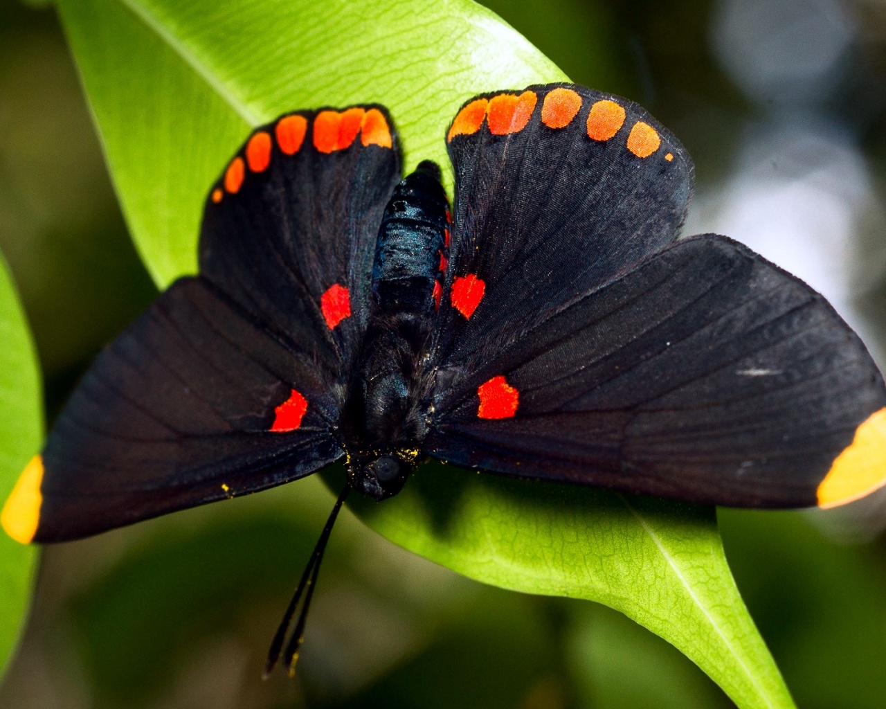 Бабочка на листе обои