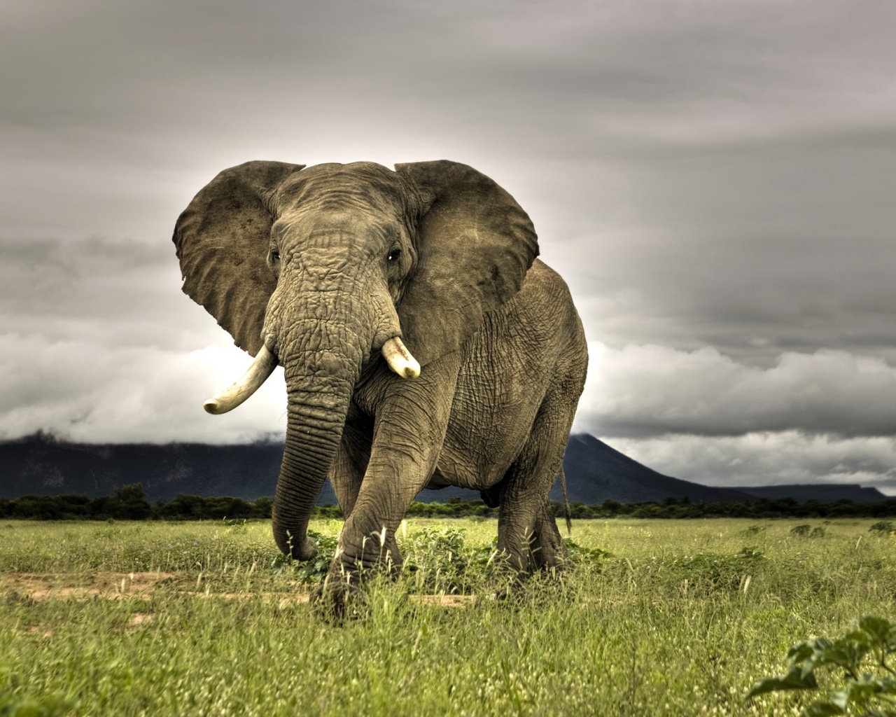 Слон на прогулке обои