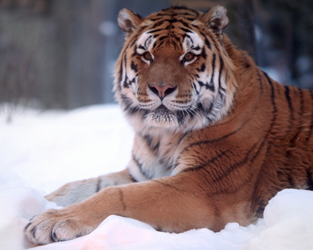 Тигр в снегу обои