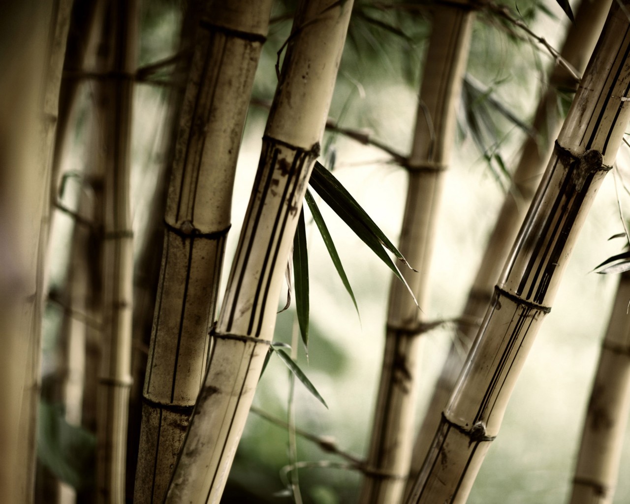 Бамбук обои