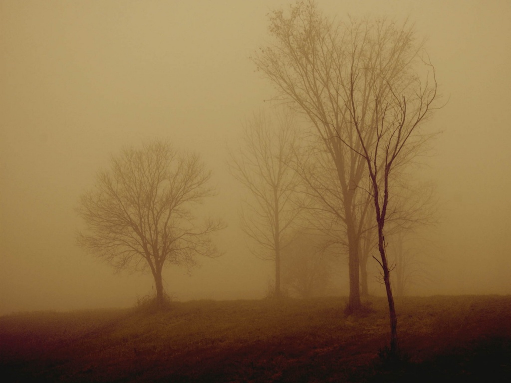 Деревья в тумане обои