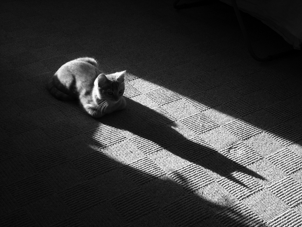 Тень кота обои