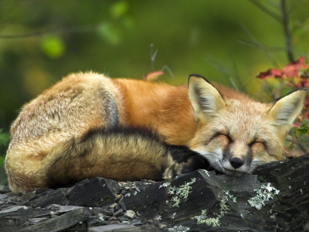 Спящая лиса обои