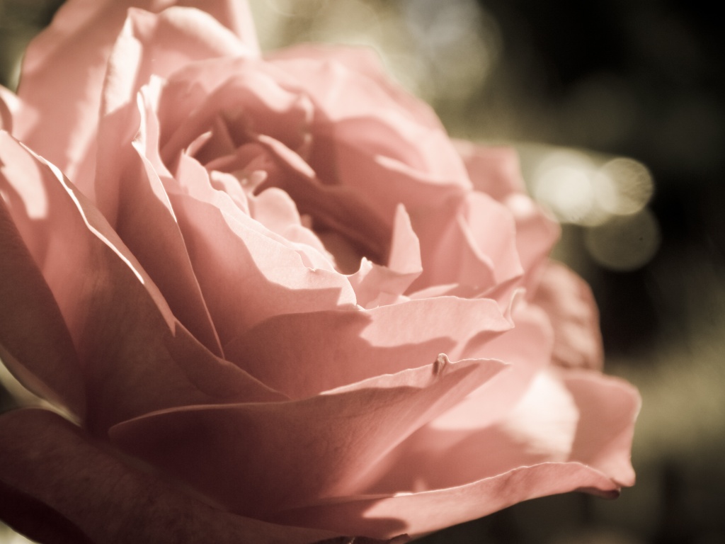 Розовая роза обои