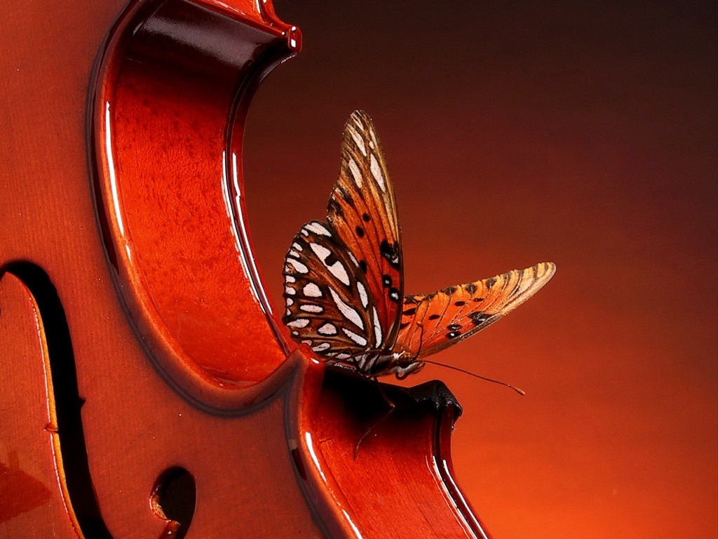 Бабочка на скрипке обои