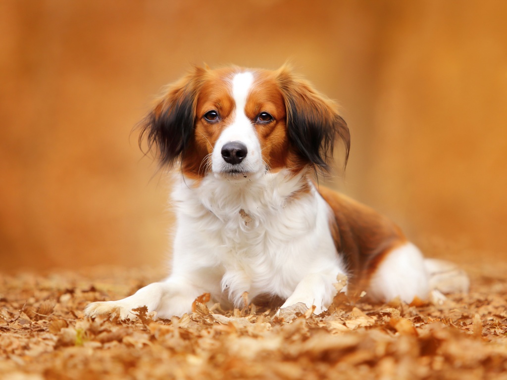 Собака на ковре из осенних листьев обои