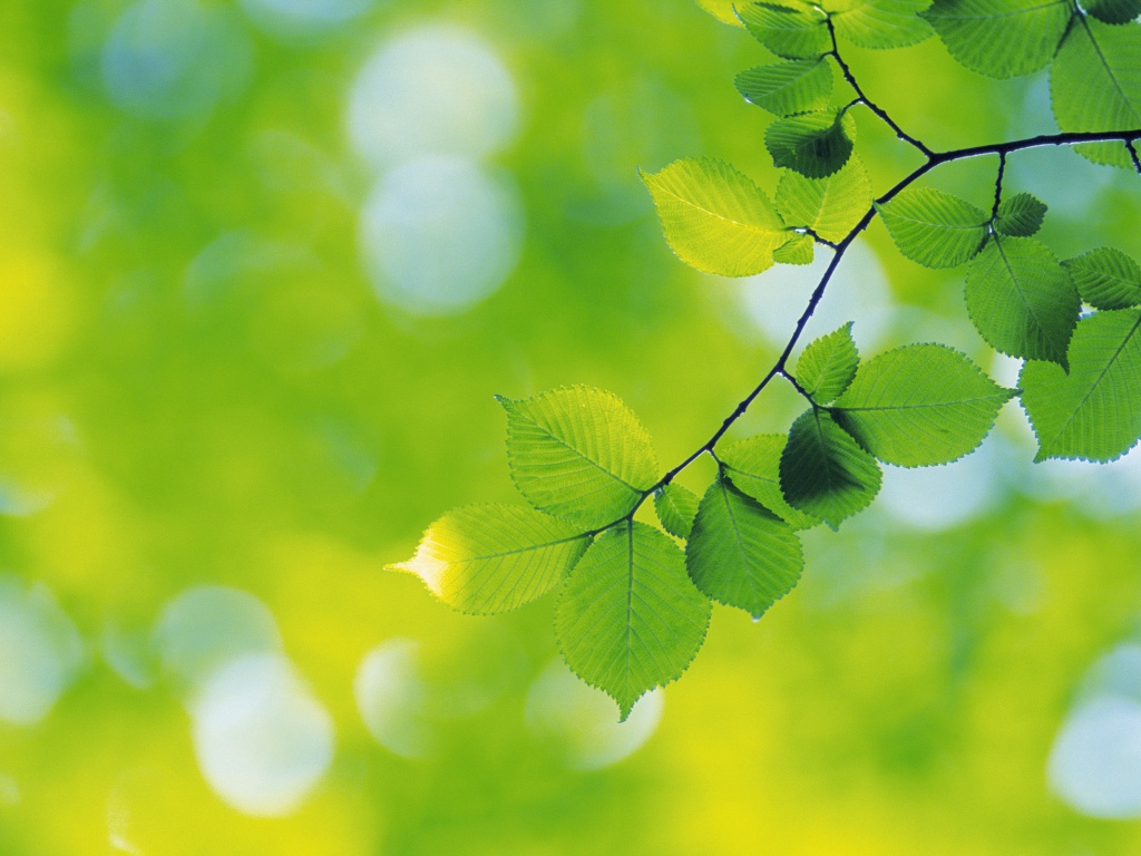 Зеленая ветка с листьями обои