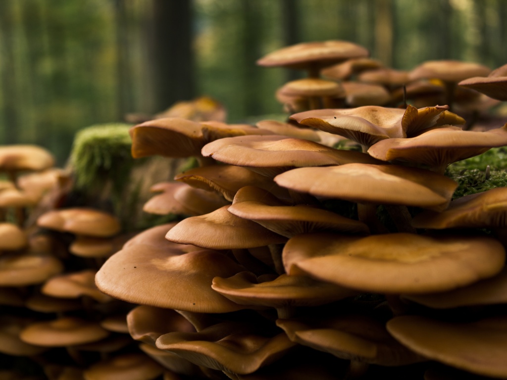Лесные грибы на пне обои