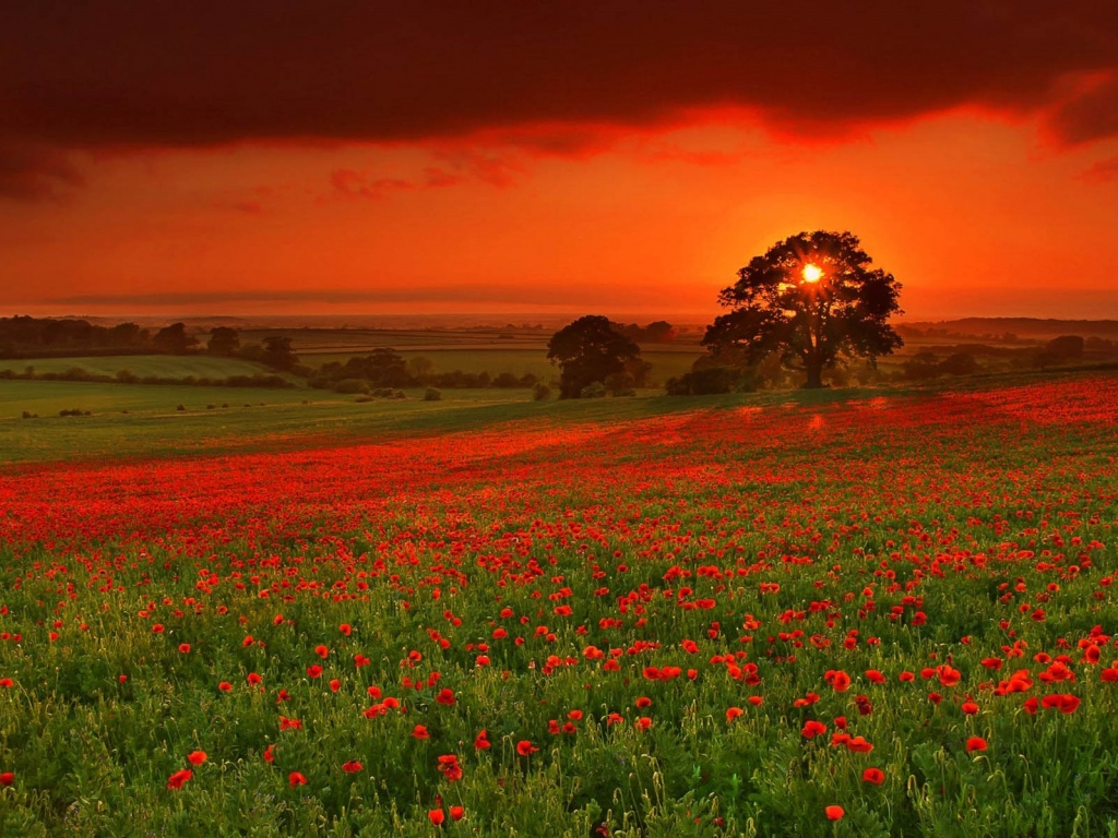 Закат на поле красных цветов обои