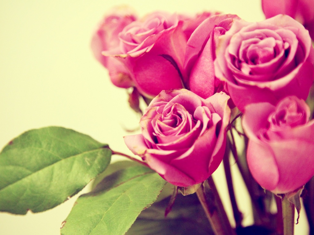 Букет розовых роз обои