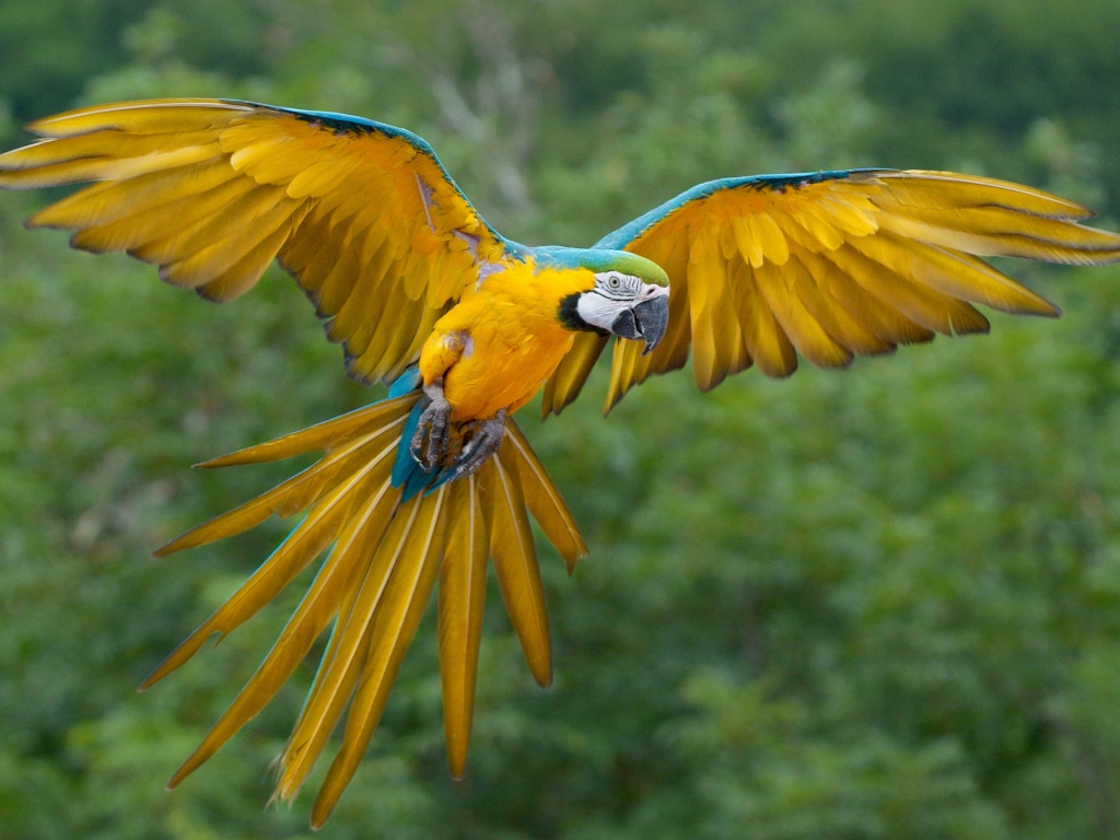 Летящий попугай обои