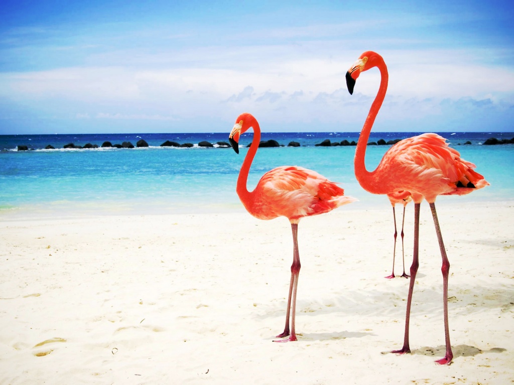 Розовые фламинго на пляже обои