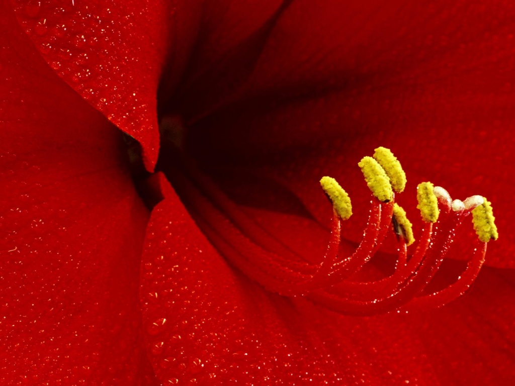 Красная манящая лилия обои