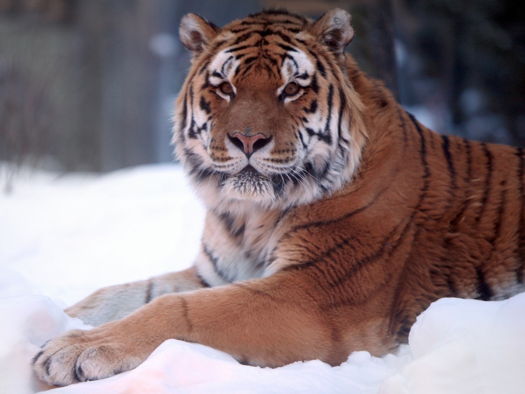Тигр в снегу обои