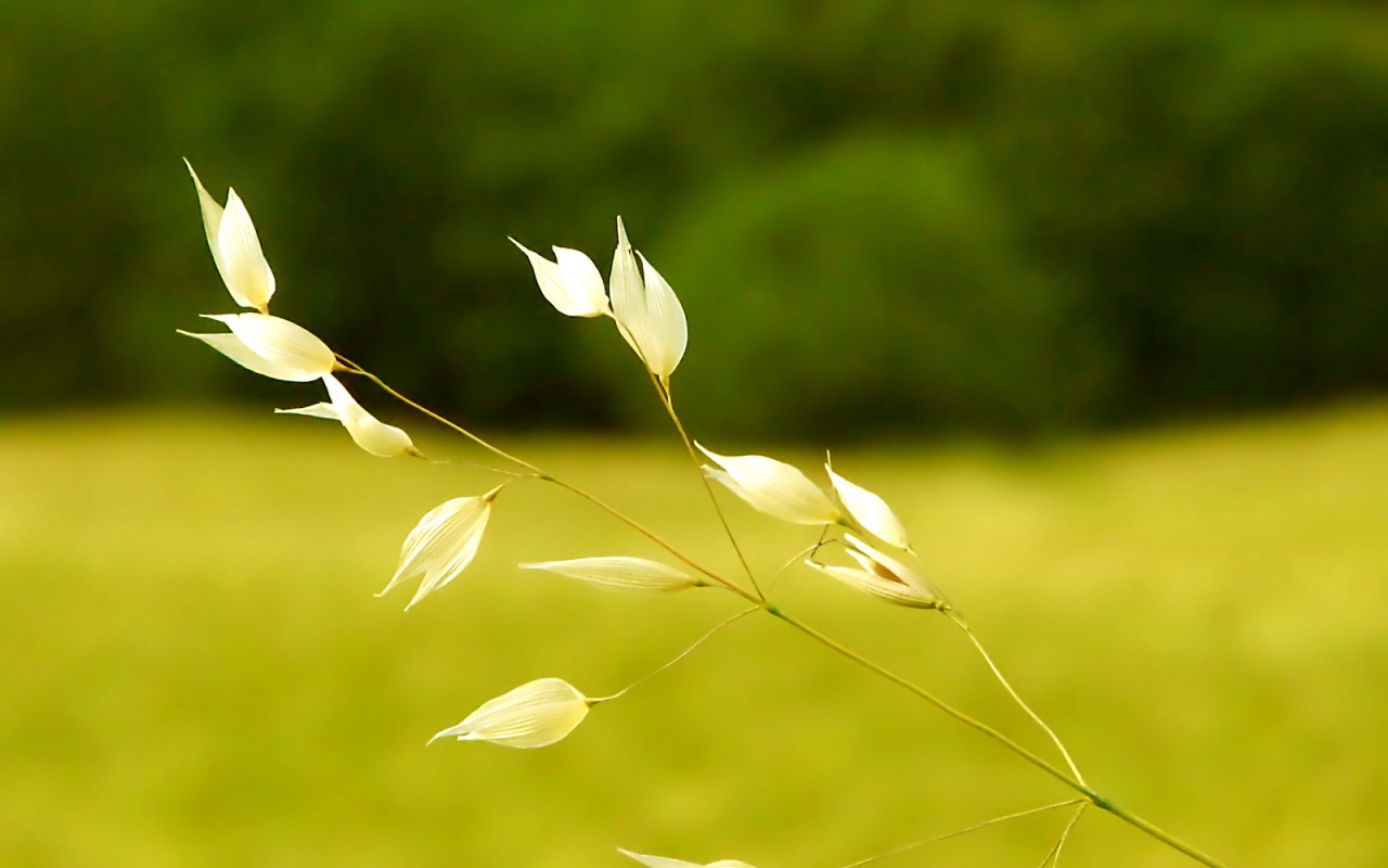 Белые полевые цветочки обои