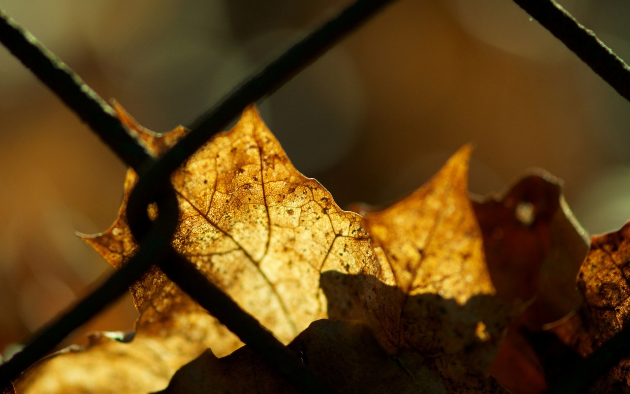Осенний лист на забором обои