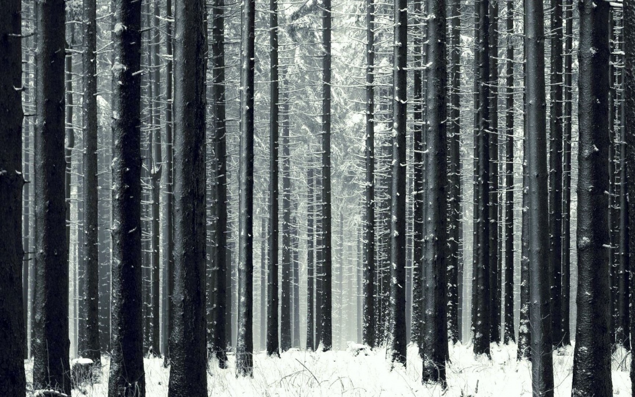 Зимний лес как штрихкод обои